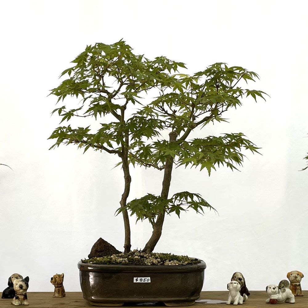 Japanese Maple 15 yrs old