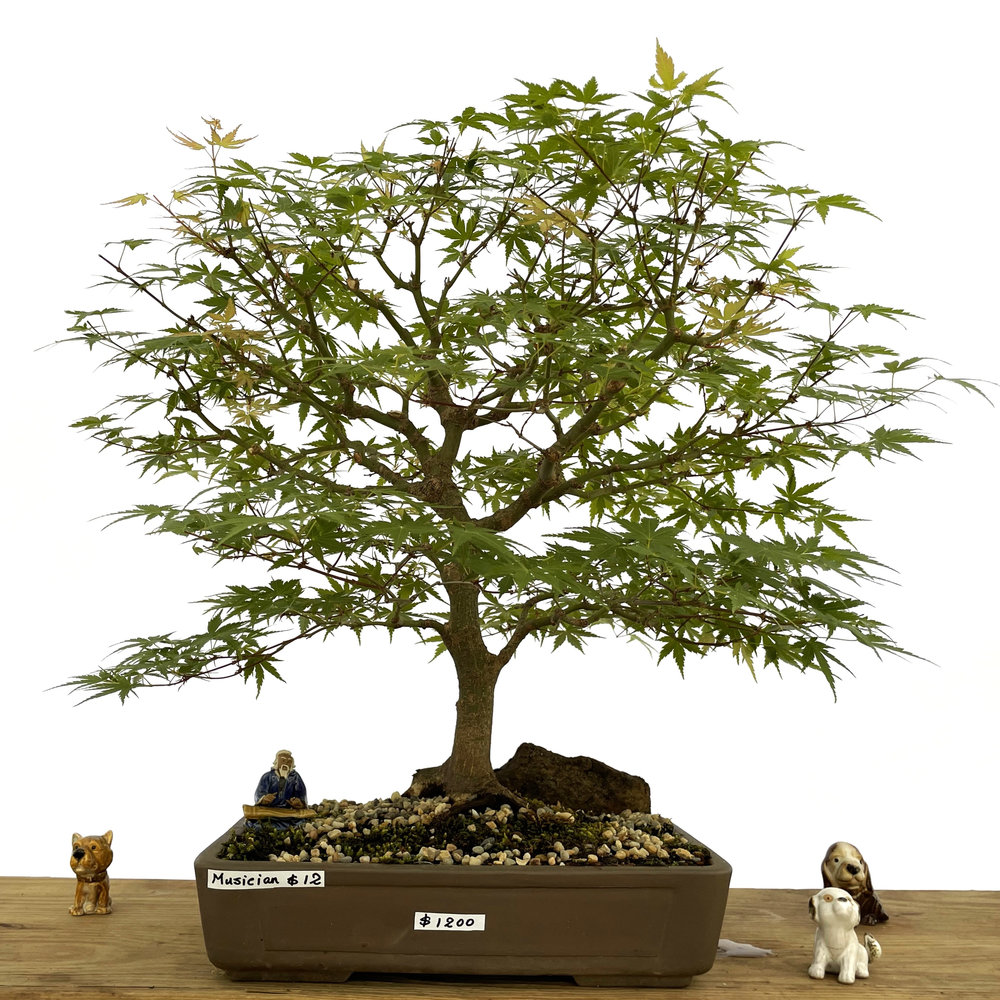 Japanese Maple 25 yrs old